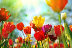 tulip inset